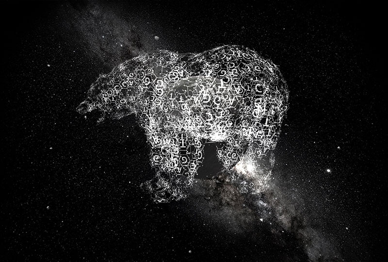 A bear
